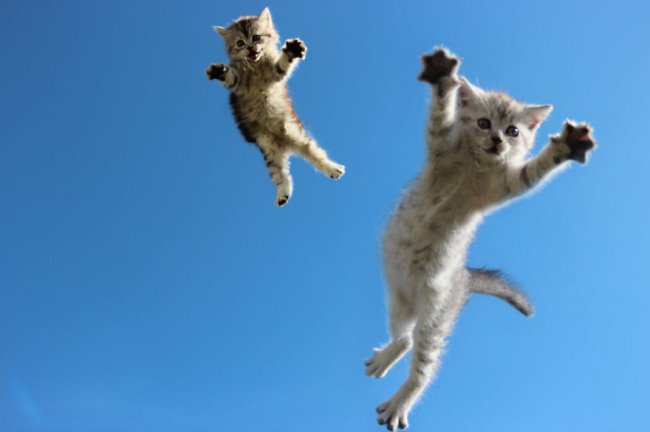 Стоп-кадр с котами (15 фото)