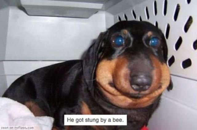 Собаки после знакомства с пчелами (28 фото)