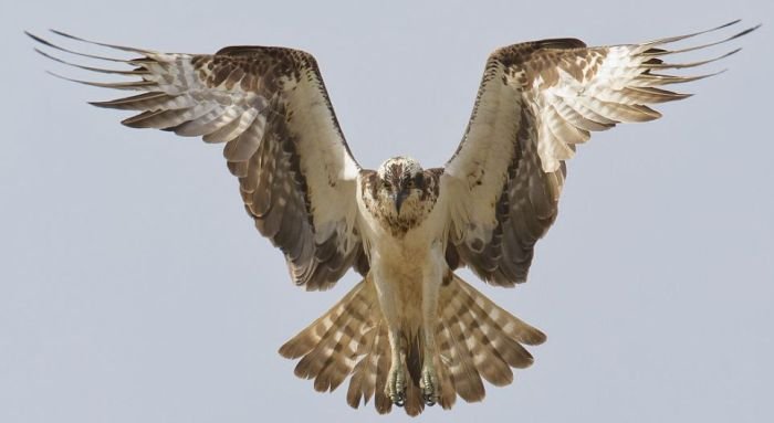 Орел на охоте (8 фото)