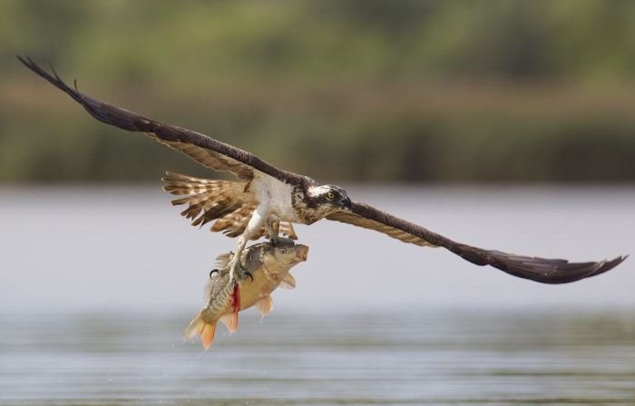 Орел, который умел ловить рыбу: история удивительной дружбы