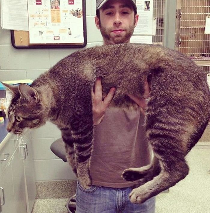 Огромный котэ (10 фото)