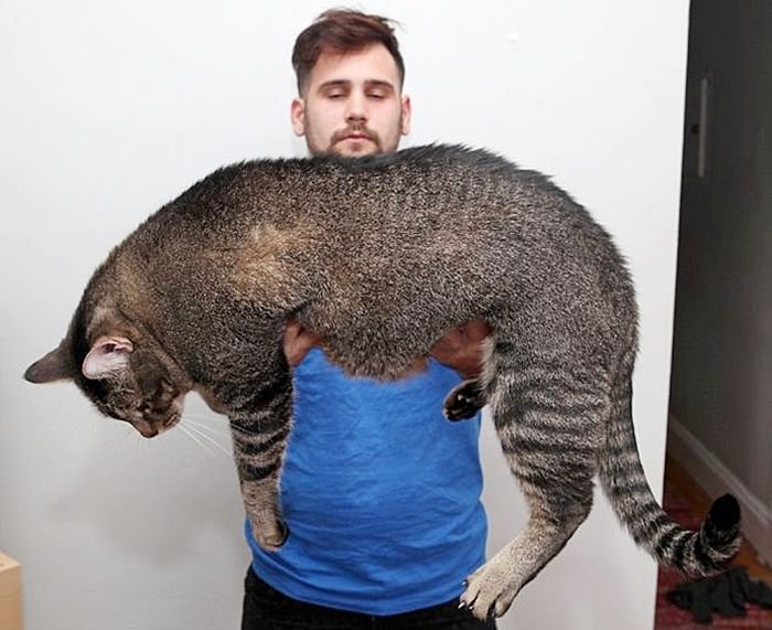 Огромный котэ (10 фото)