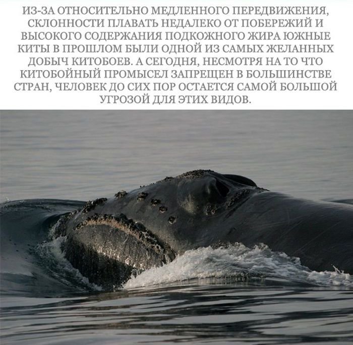 Морские животные на грани вымирания (17 фото)