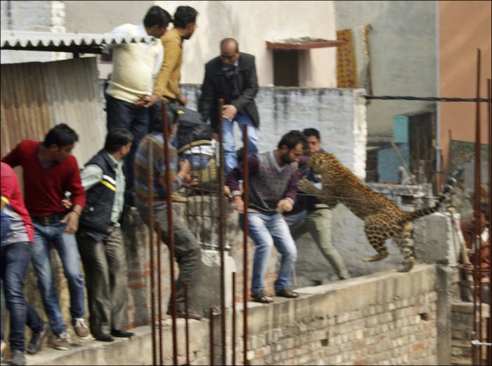 Леопард атакует (5 фото)