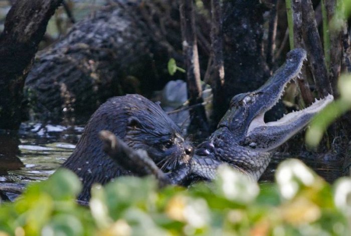 Выдра против крокодила (8 фото)