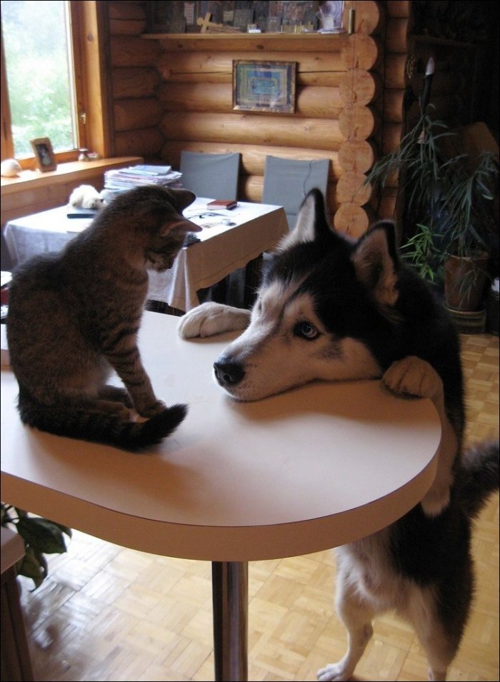 Дружба котов и собак (31 фото)