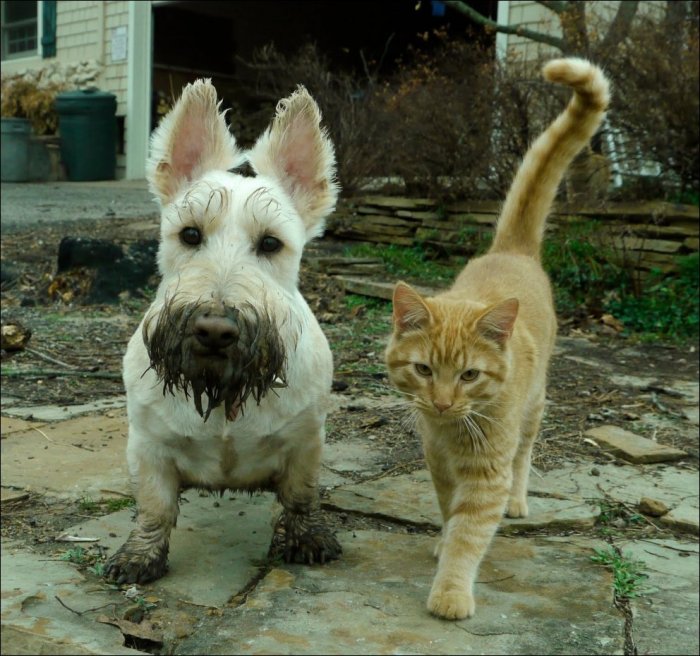 Дружба котов и собак (31 фото)