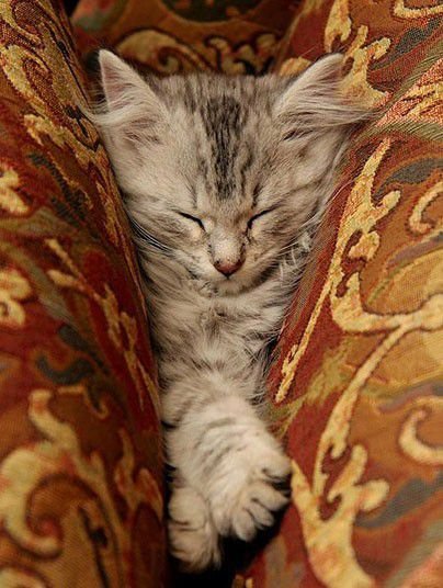 Кошки спят везде (27 фото)