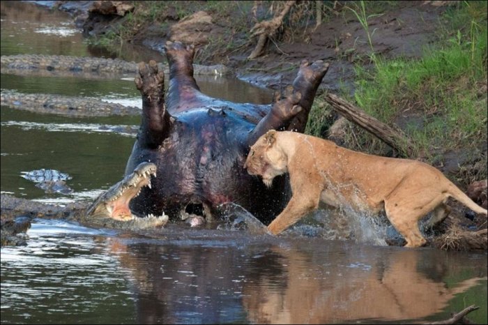 Крокодилы и львица делят бегемота (3 фото)