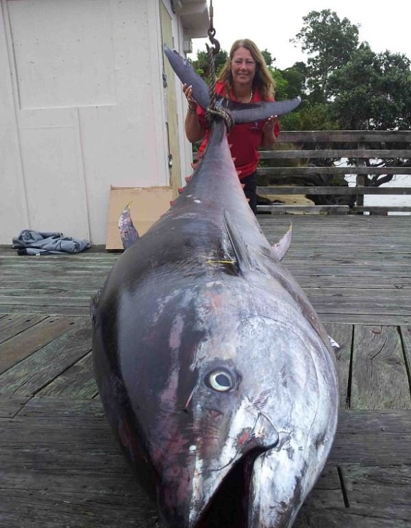 Самый большой тунец в мире (6 фото)