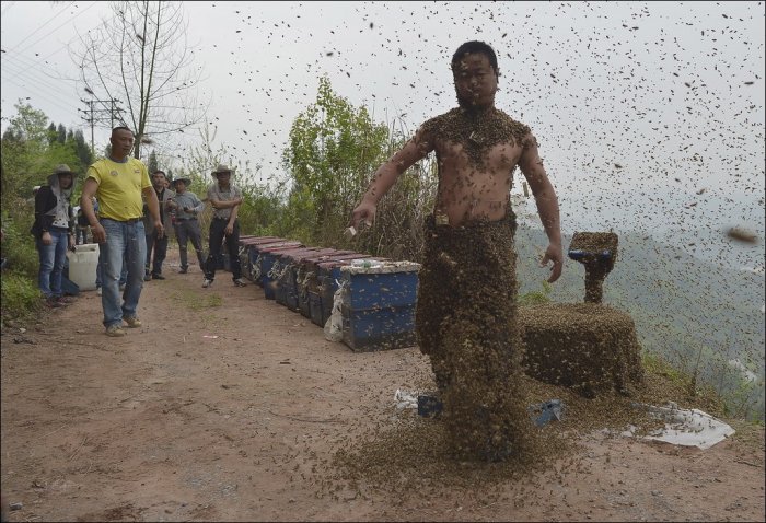45 килограмм пчел на человеке (12 фото)