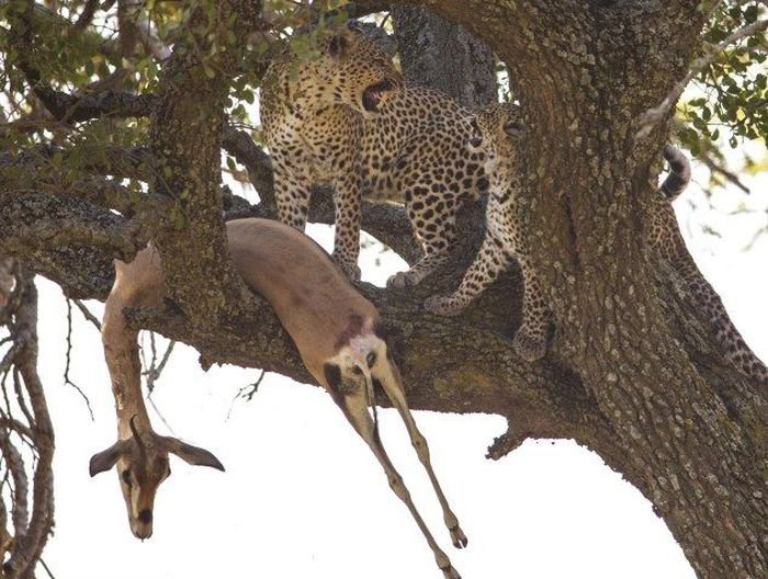 Леопард затаскивает газель на дерево (10 фото)