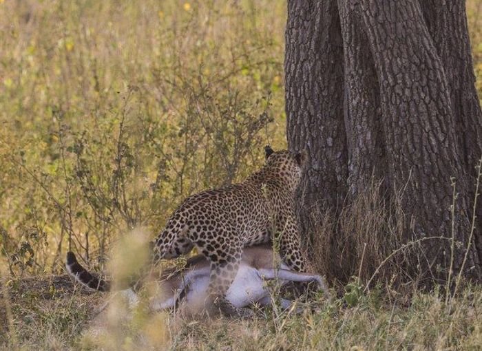 Леопард затаскивает газель на дерево (10 фото)