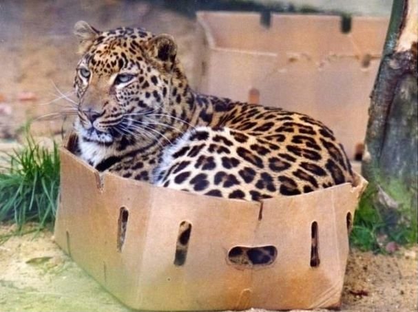 Все кошки любят коробки (18 фото)