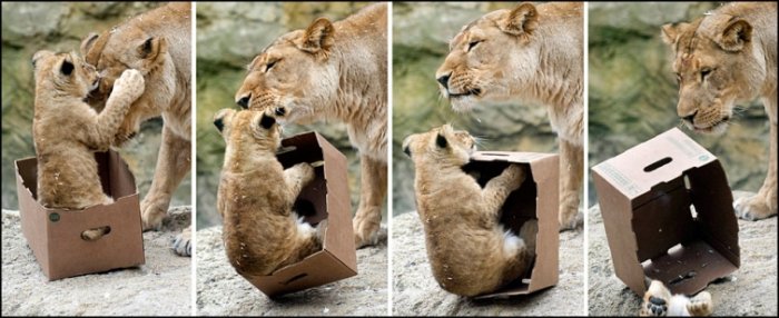 Все кошки любят коробки (18 фото)