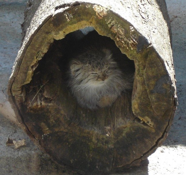 Все кошки любят коробки (18 фото)