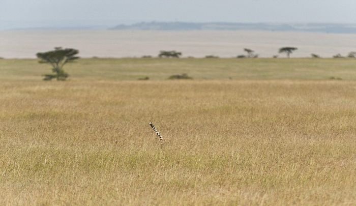 Найди гепарда (5 фото)