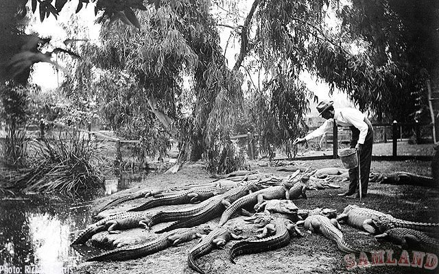 Ферма аллигаторов в 1920 году (9 фото)