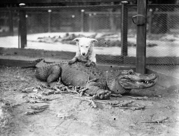 Ферма аллигаторов в 1920 году (9 фото)