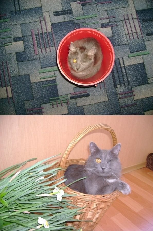 История одного котенка (12 фото)