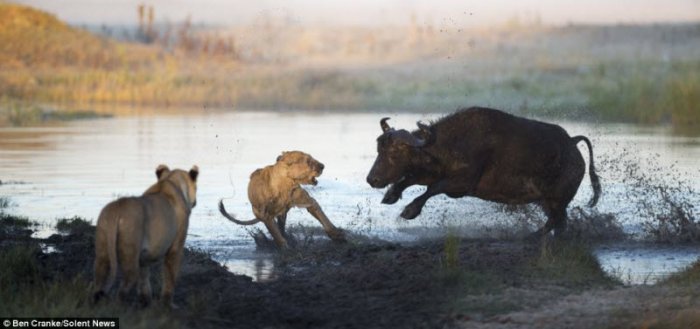 Буйволы против львов (8 фото)