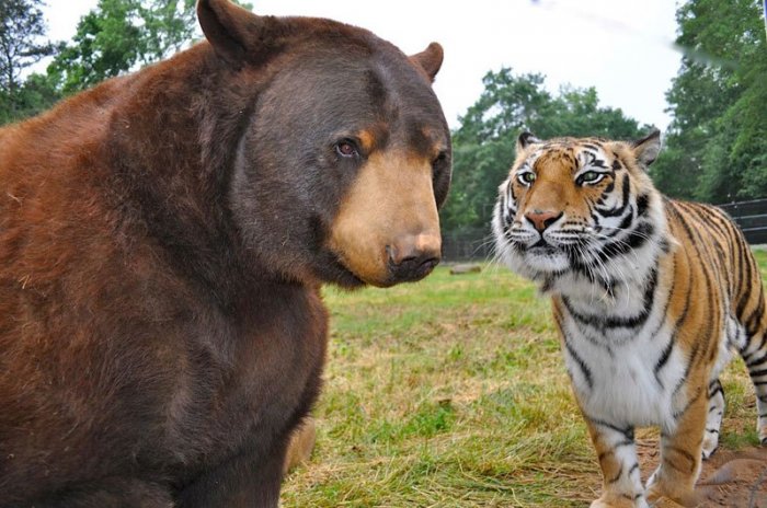 Дружба тигра, льва и медведя (14 фото)