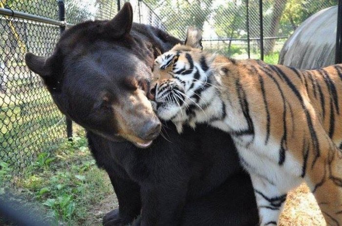 Дружба тигра, льва и медведя (14 фото)