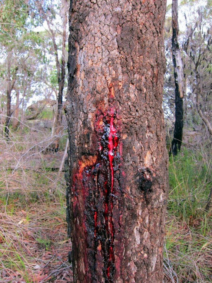 Кровавое дерево (7 фото)