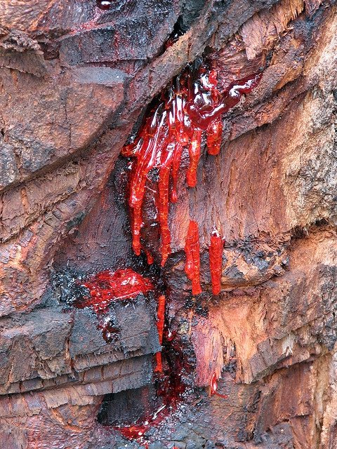 Кровавое дерево (7 фото)