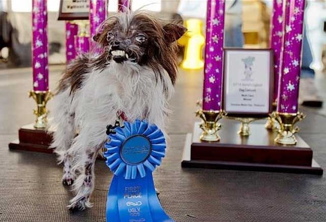 Самая страшная собака в мире 2014 года (3 фото)