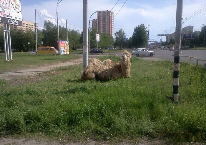 Только в России (25 фото)