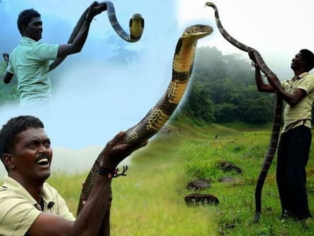 Заклинатель змей (19 фото)