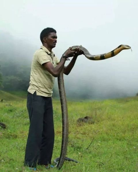 Заклинатель змей (19 фото)
