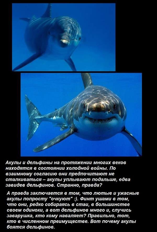 Почему акулы боятся дельфинов (5 фото)