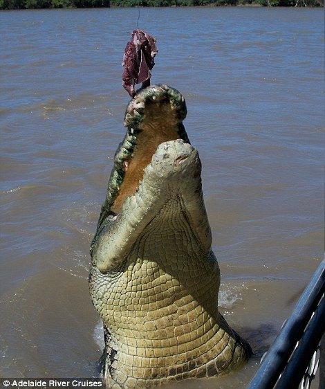 Крокодил против акулы (15 фото)
