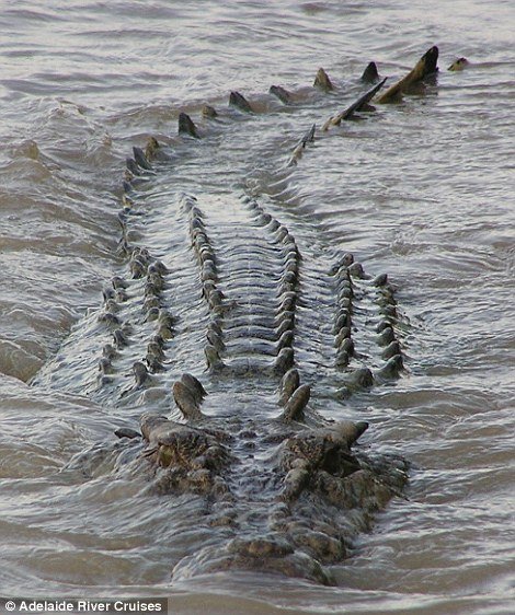 Крокодил против акулы (15 фото)