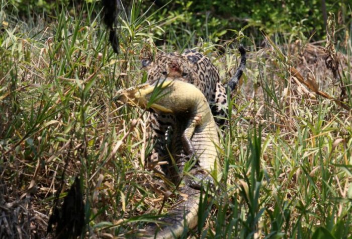 Ягуар против крокодила (7 фото)
