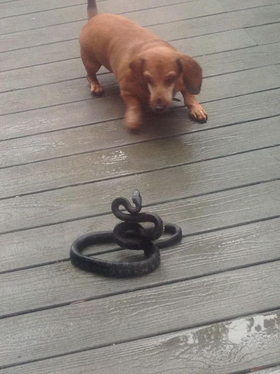 Собака против змеи (2 фото)