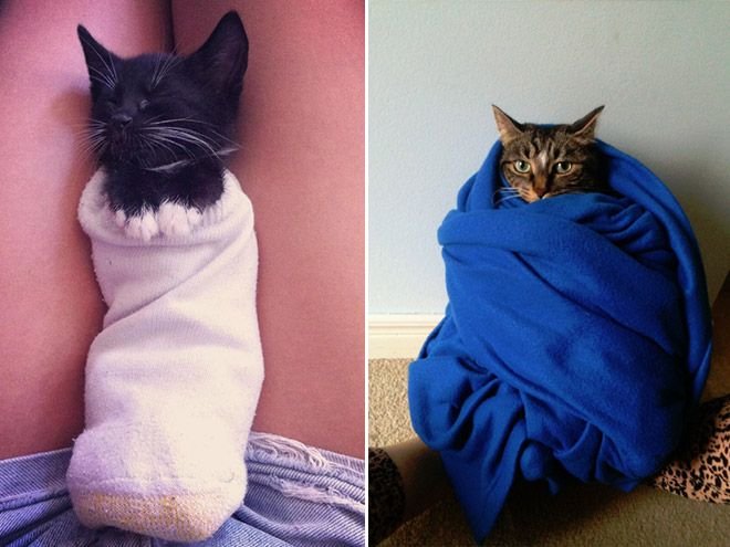 Кот в полотенце. Кот завернутый в полотенце. Кот завернутый в одеяло. Кот укутанный в полотенце. Кот Замотанный в одеяло.