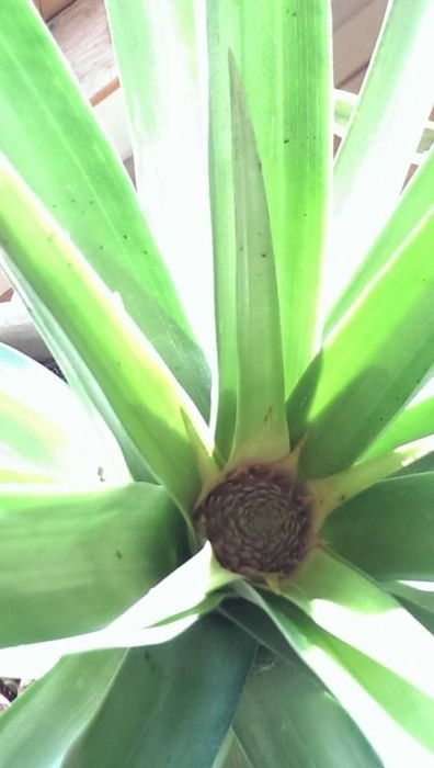 Как вырастить ананас в домашних условиях (20 фото)