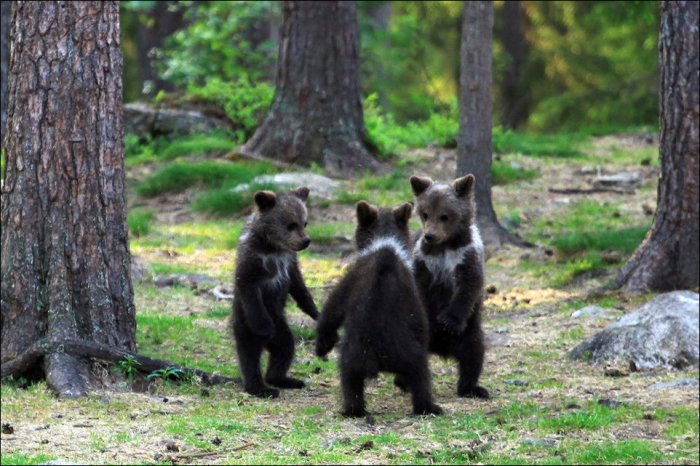 Медвежьи танцы (7 фото)