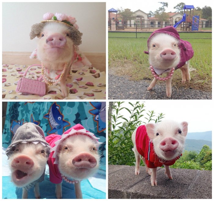 Модные свинки (11 фото)