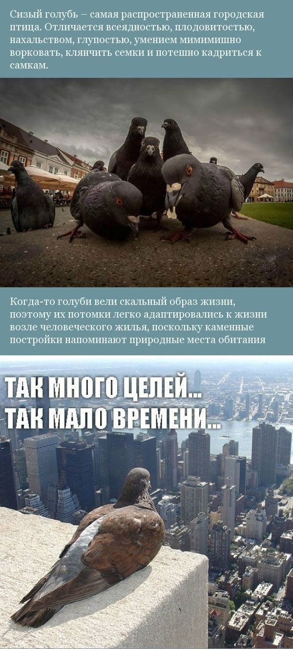 Факты о голубях (12 фото)