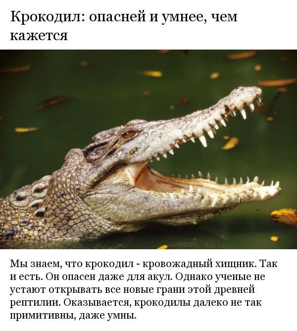 Факты о крокодилах (8 фото)