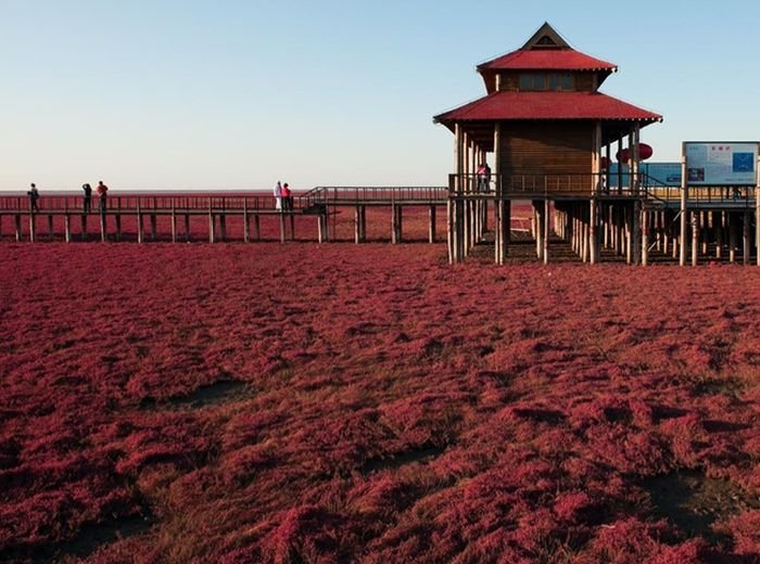 Красный пляж в Китае (10 фото)