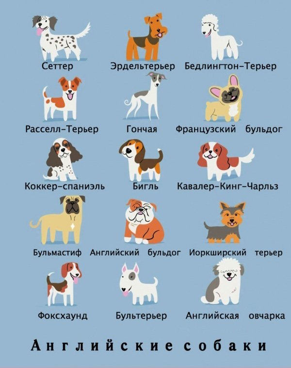 Какой национальности ваша собака? (15 фото)