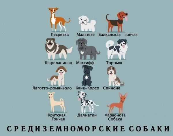 Какой национальности ваша собака? (15 фото)