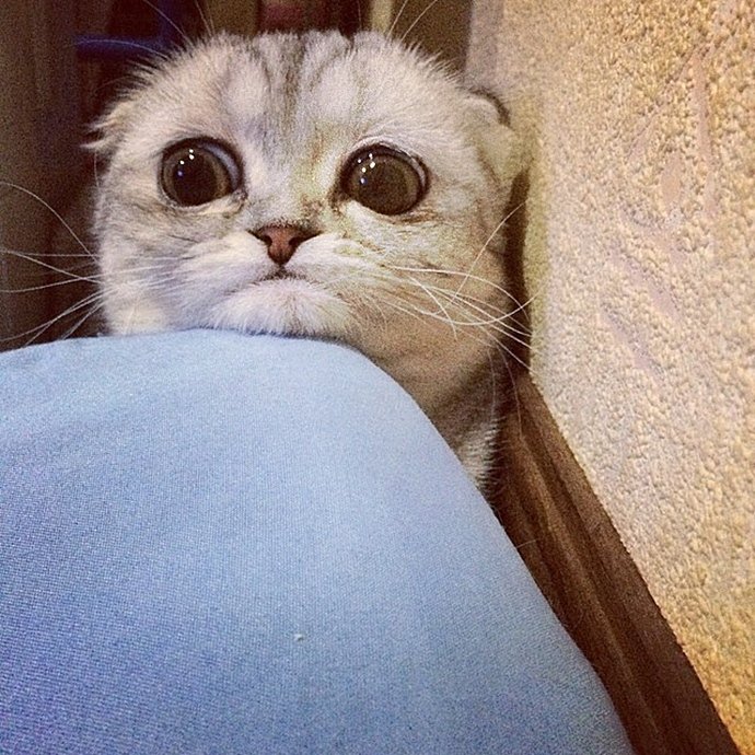 Самая грустная кошка в мире (16 фото)