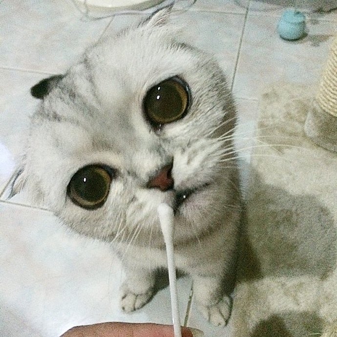 Самая грустная кошка в мире (16 фото)