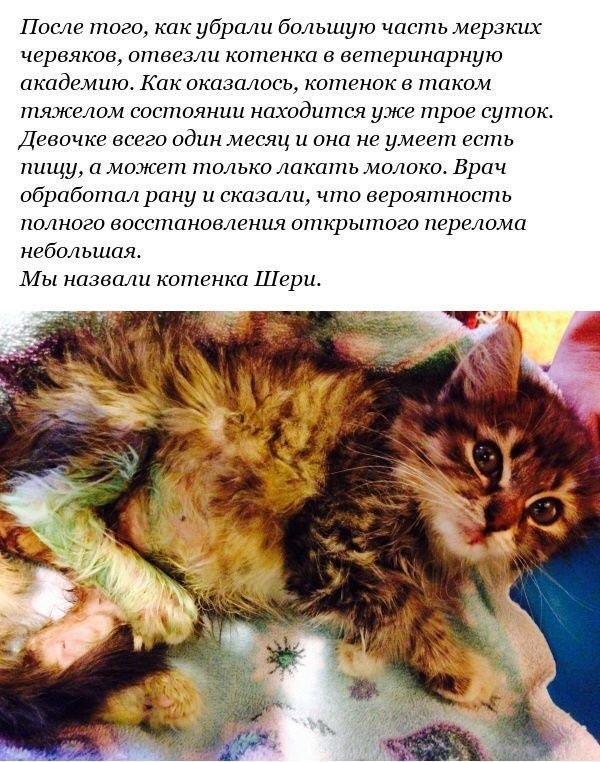 Спасение несчастного котенка (12 фото)